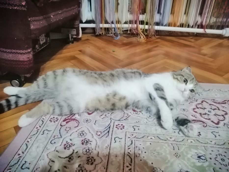 Отдам кота в добрые руки