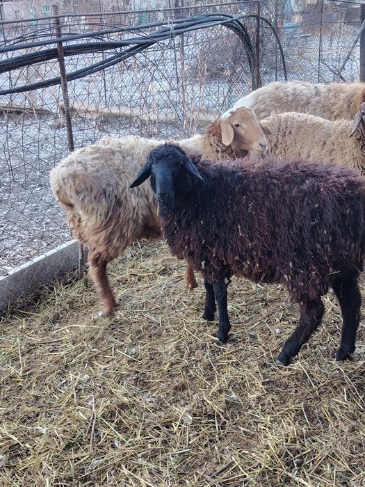 Продам баранов 8 месячные