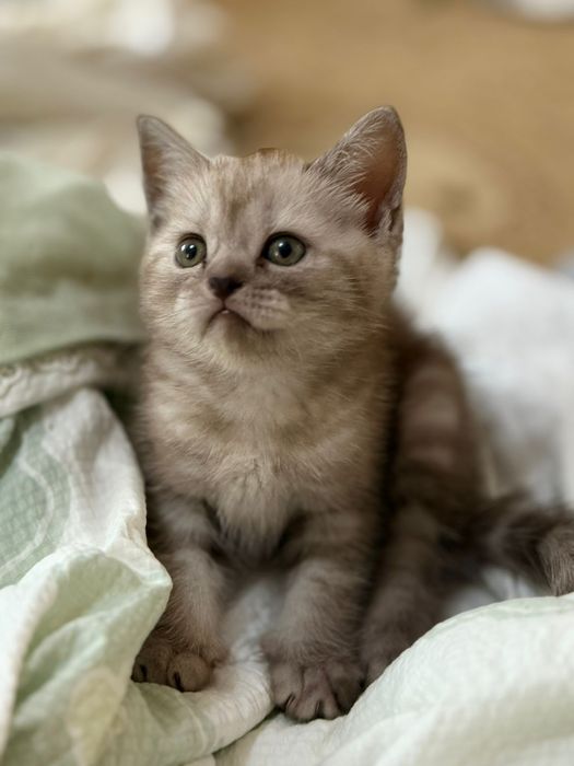 Котёнок парода британский