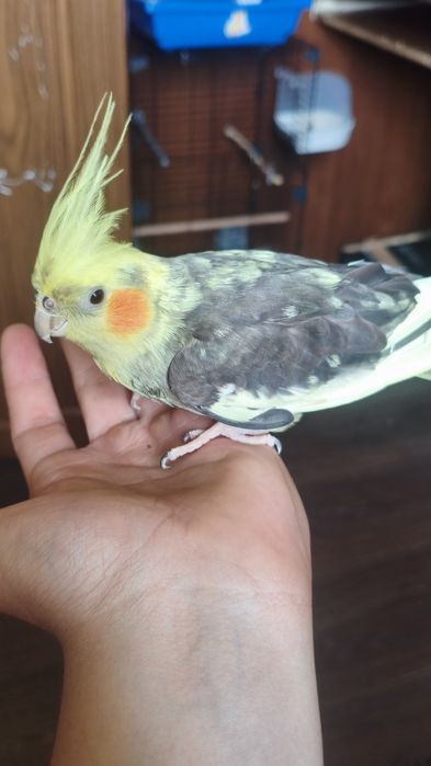 Корела попугай девочка