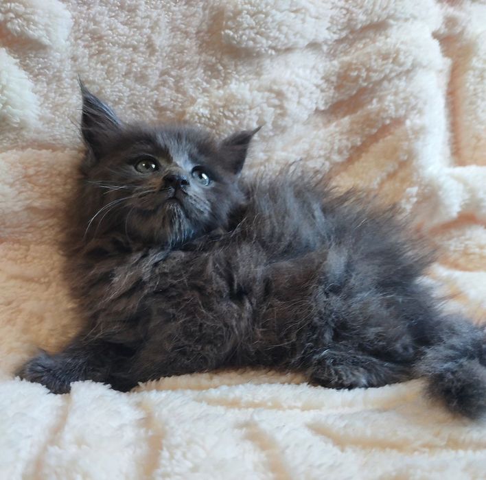 Продается котенок мейн-кун