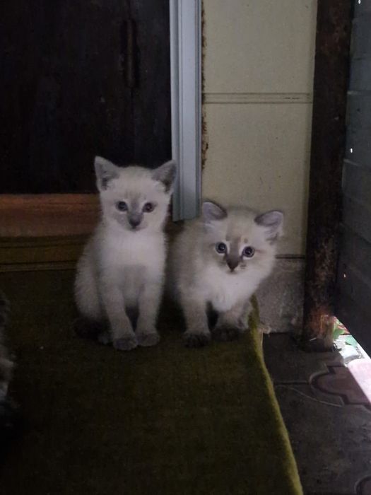 Отдам котят в добрые руки