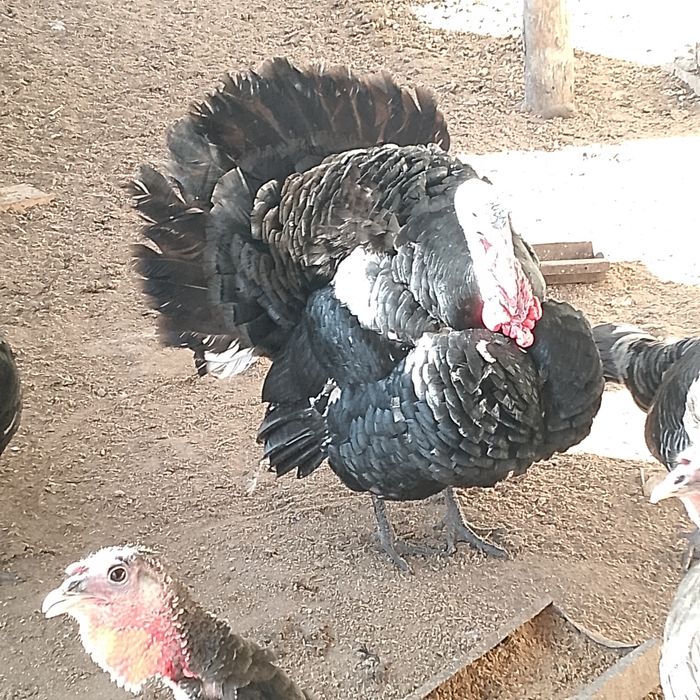 Индюк қораз 1 жыл енд болады