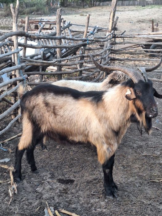 Se vând aceste animale , sau  la schimb  pe  purcei .