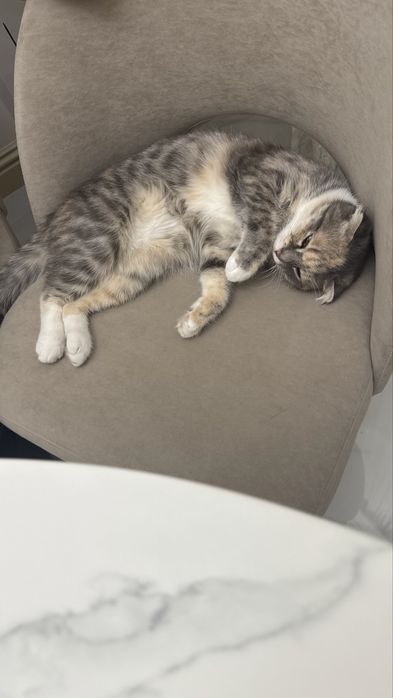 Шотландская вислоухая кошечка
