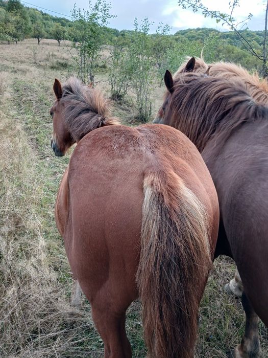 Vând un cal de 4 ani simanz de 1 an
