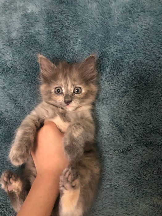 Хадия киламиз яхши кулларга