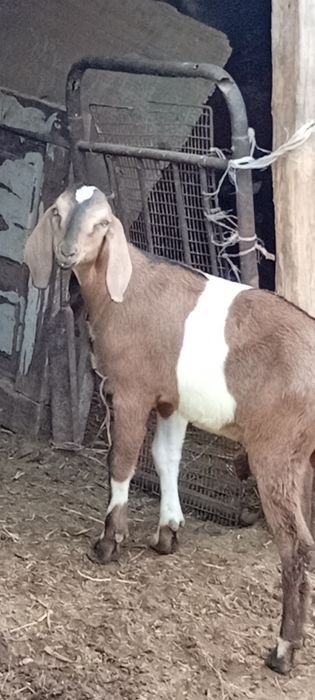 Англо-нубийский лак теке ауыстырам.