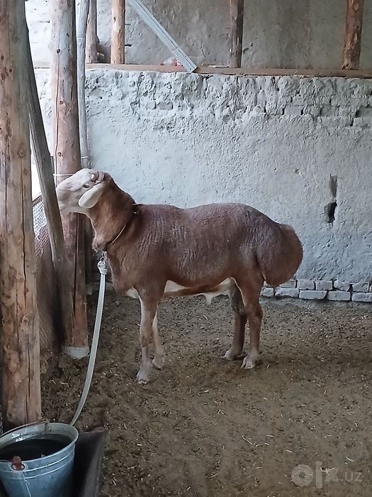 Arashan qo’chqor sotiladi