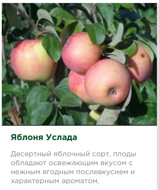 Яблони , груши, слива