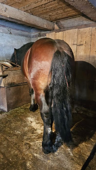 Vând cal vârstă 3 ani