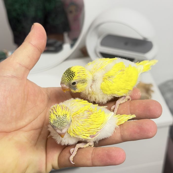 Papagali perusi pui si maturi