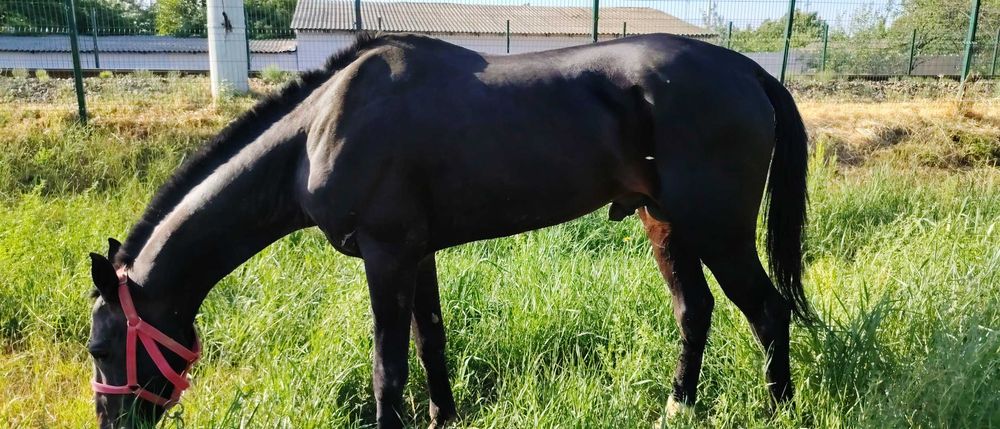 Otlar sotiladi Принц, Газир, Гелди Батыр, Пакистан Едгор Той Карнелиус