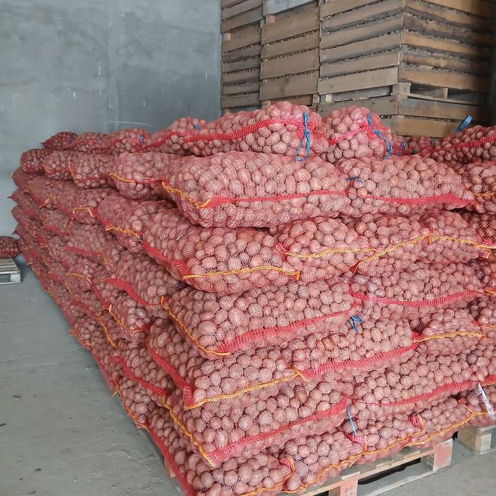 Cartofi sãmânțã.