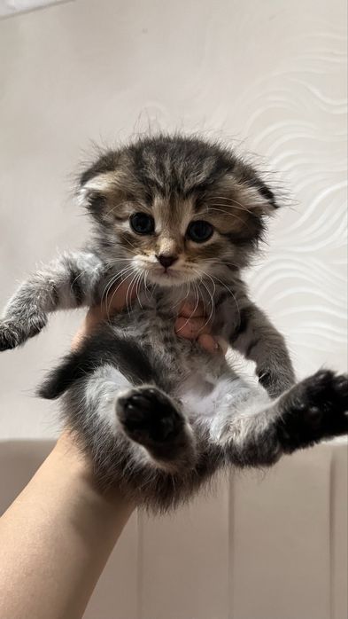 котята котятк котята