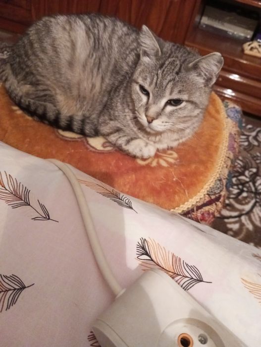 кот кастрированый