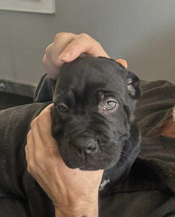 Кане Корсо 7.11.2025г. Момичета !