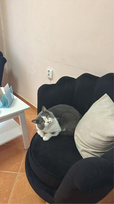 Подарявам британско коте