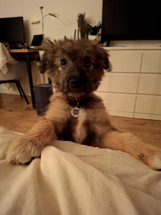 Donez catelusa metis 4 luni