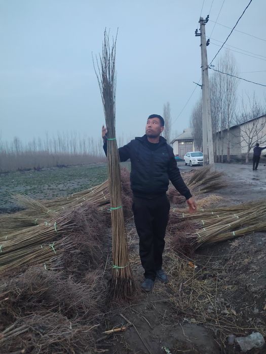Terak kochatlari