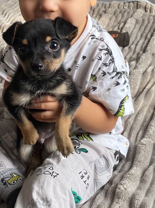 Щенок метиса той-терьера