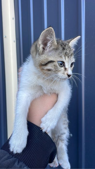 Котенок девочка 2 мес