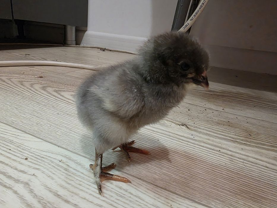 Циплята породистые