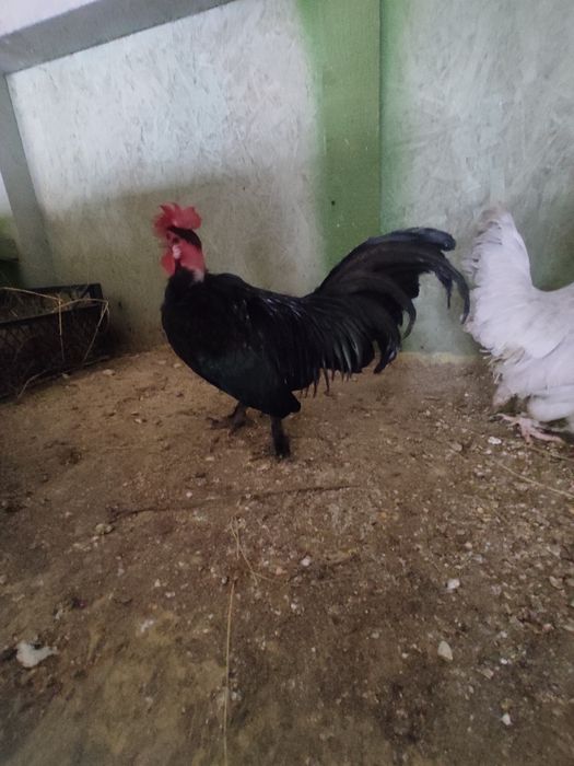 Cocoșel pitic golaș!