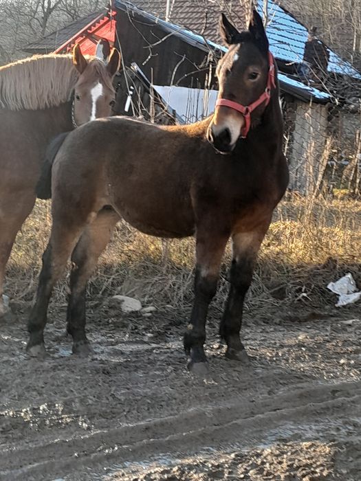 Vand manza de 6 luni