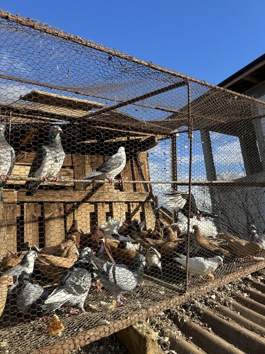 Jucatori pana simpla si voltati