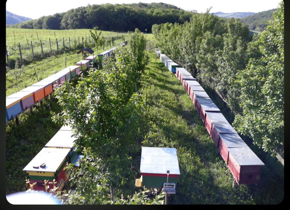 Miere polifloră 2025