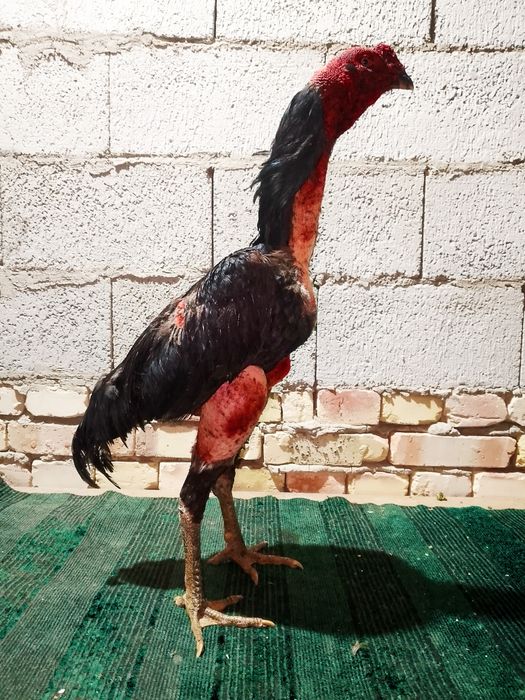 Xoroz sotiladi urushadigan xoroz kulangi