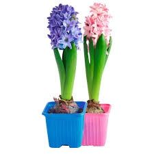 ГИАЦИНТ на 8 марта Бронируем!