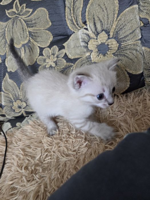 Отдам в добрые руки котенка