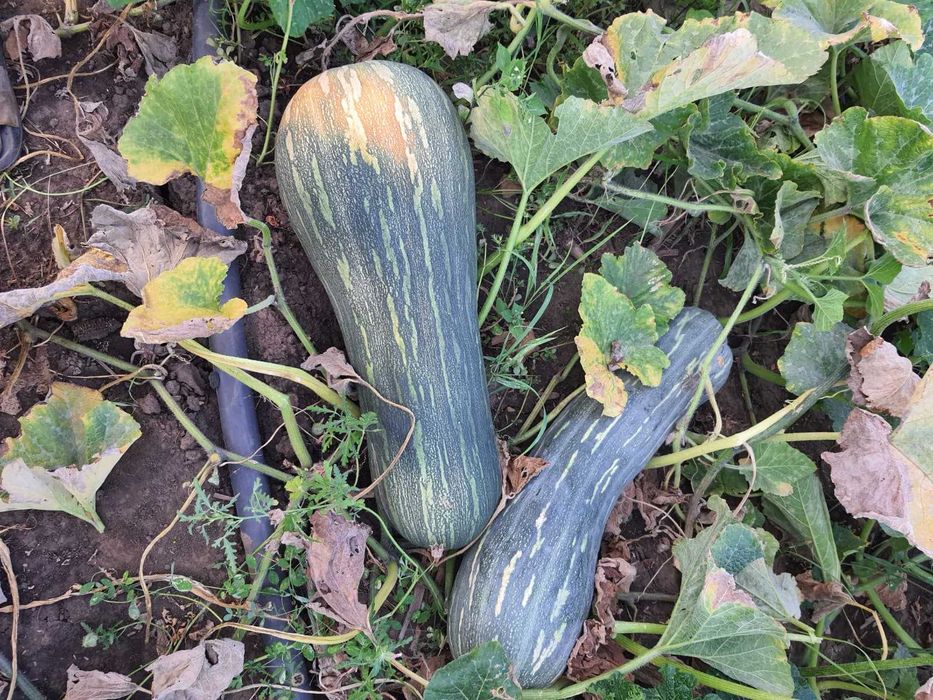 Dovleac De Placinta
