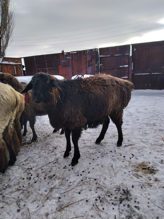 Семіз ісек сатылады
