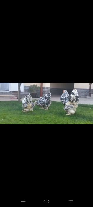 Brama tuxumlariga zakas olaman Toshkent