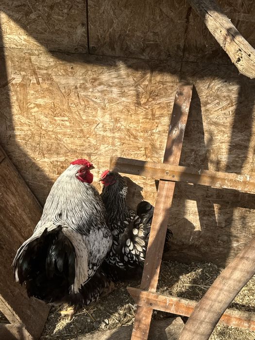 Виандот серебро петух и курица