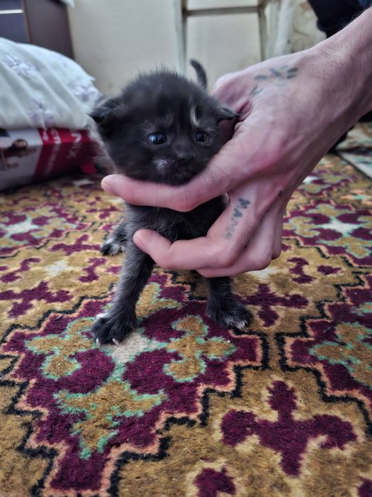 Продам вислоухих котят 20 дней