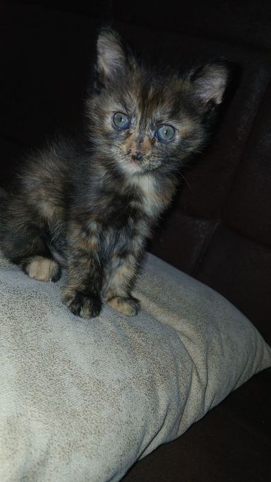 Отдам в добрые руки котят ,домашние чистые