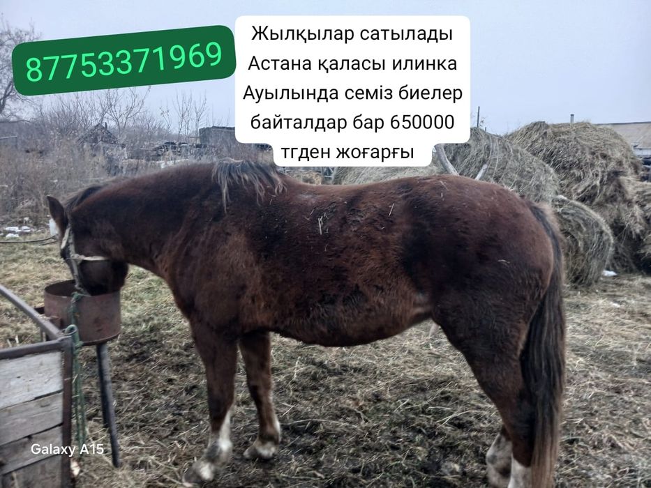 Астана илинка Ауылында семіз жылқылар сатылады