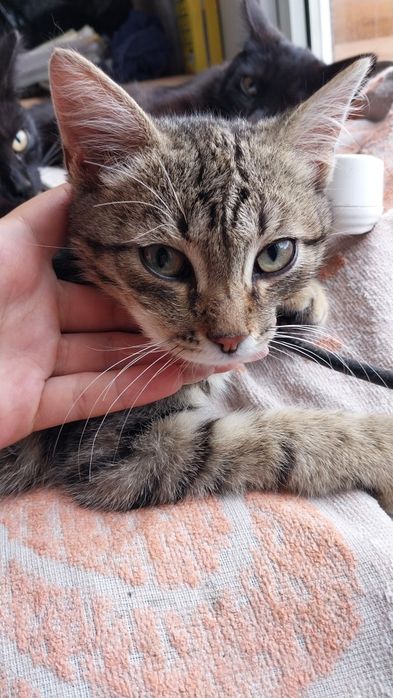 Котята.  3 месяца