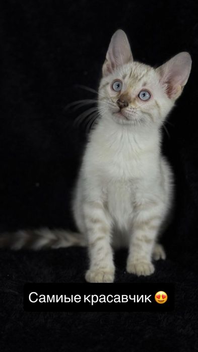 Elitniy bengallar arzon narxda sotiladi