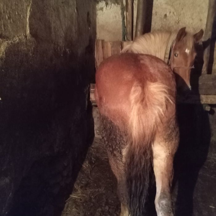 Vand 2 cai si 3 mânji