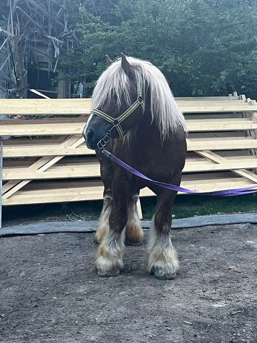 Armăsar Ardenez de montă