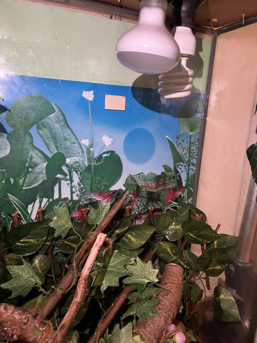 Терариум за игуана или хамалион.