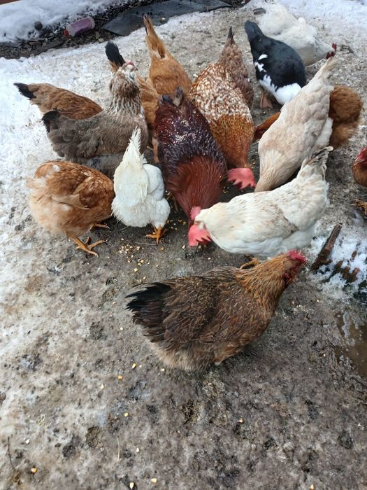 De vânzare găini de casa