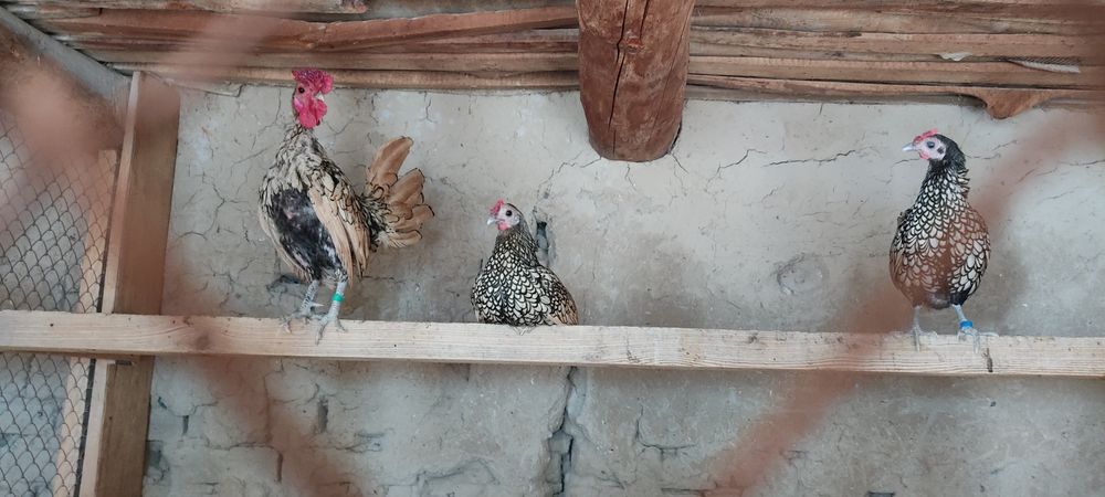 Сибрайт лимонлар