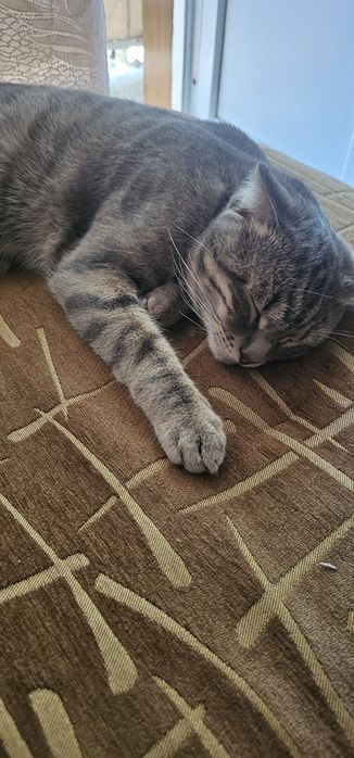 Кошка Американская