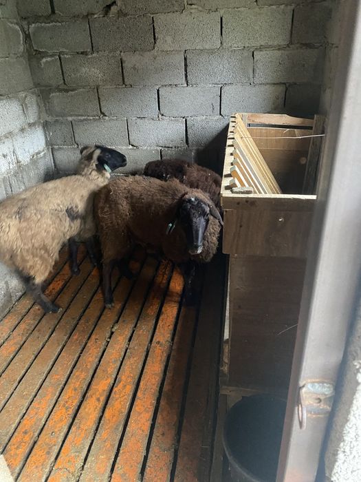 Продаються овцы ТҰСАҚТАР